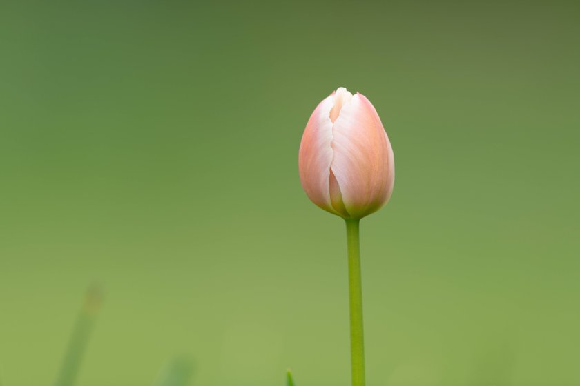  Closeup of a closed bud of a pink tulip green background Floridsdorf Austria 