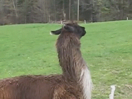 Lama Lama