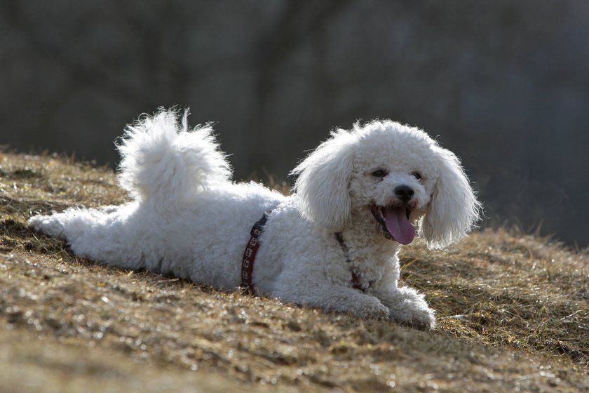 Ein Bichon Frisé liegt auf der Wiese.