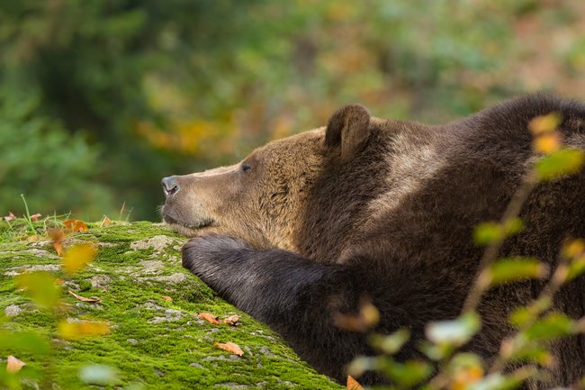 Skurilles Gesetz: Bären nicht wecken