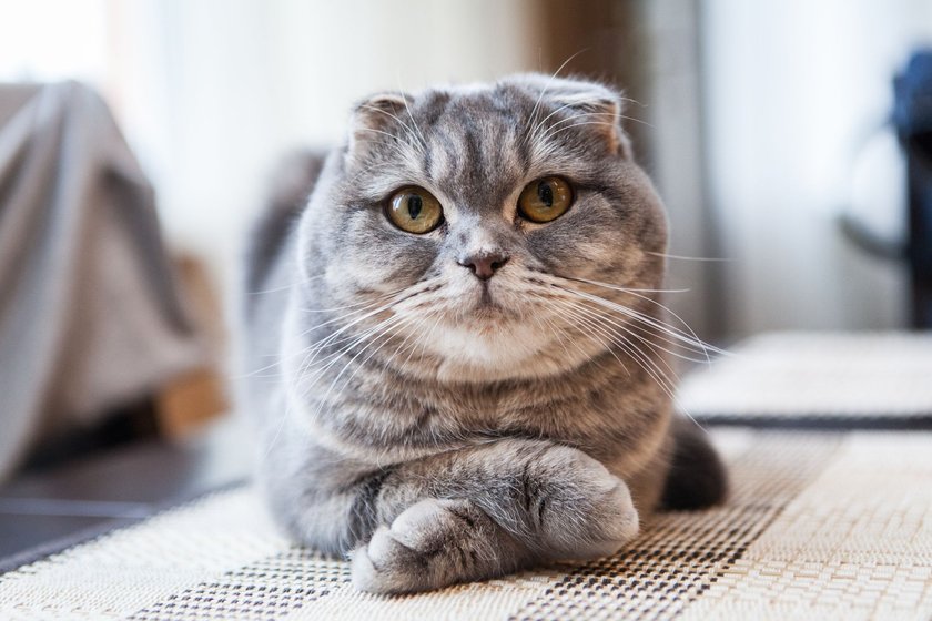 scottish Fold