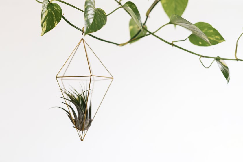 Diese Zimmerpflanze passt perfekt zu deinem Sternzeichen