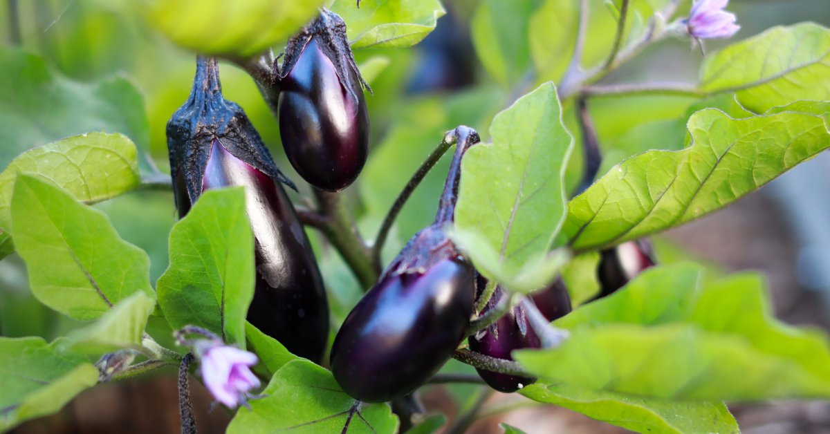 Kalorien Aubergine Was steckt im Fruchtgemüse?
