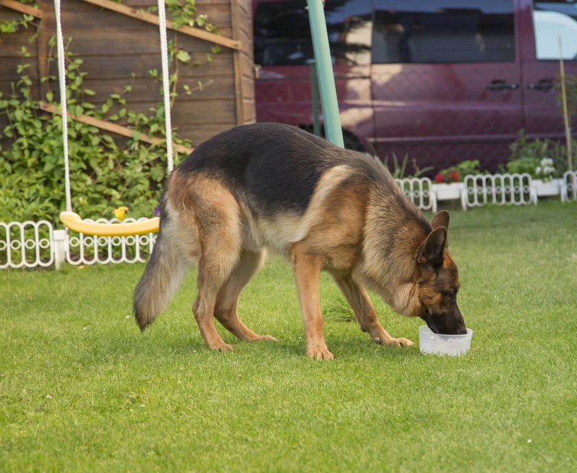 Deutscher Schäferhund trinkt Wasser aus Napf im Garten