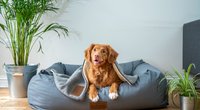 Hundeglück pur: Das Tierbett von Ikea ist eine Wohlfühloase für deinen Vierbeiner