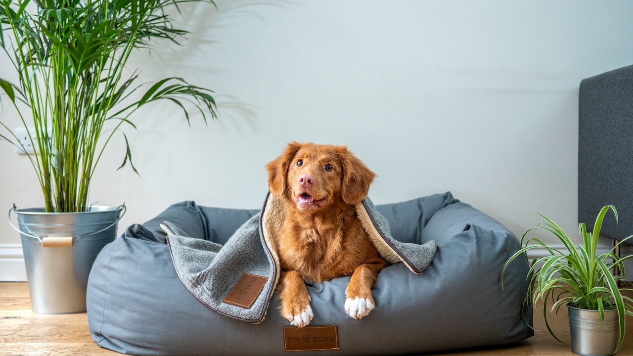 Dieses Tierbett von Ikea sorgt dafür, dass dein Hund sich rundum wohlfühlen wird.