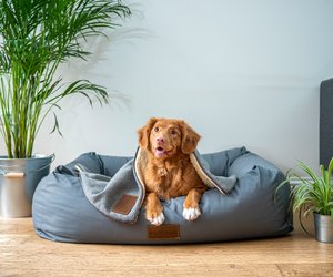 Dieses Tierbett von Ikea ist eine Wohlfühloase für deinen Hund