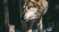 Traumdeutung Wolf: Wofür steht ein Traum vom Raubtier?