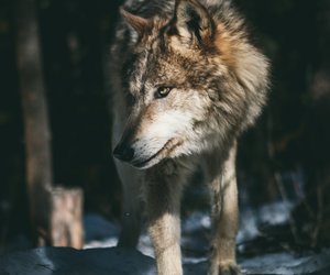 Traumdeutung Wolf: Wofür steht ein Traum vom Raubtier?