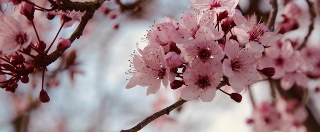 10 Kirsch-Parfums für einen endlosen Sommer auf der Haut