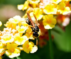 Wespen vertreiben: Diese Tricks und Hausmittel helfen dir