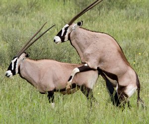 Antilopenstellung: So geht die Rossantilope!