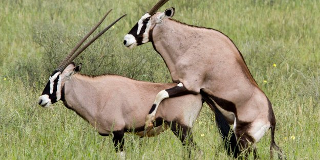 Antilopenstellung: So geht die Rossantilope!