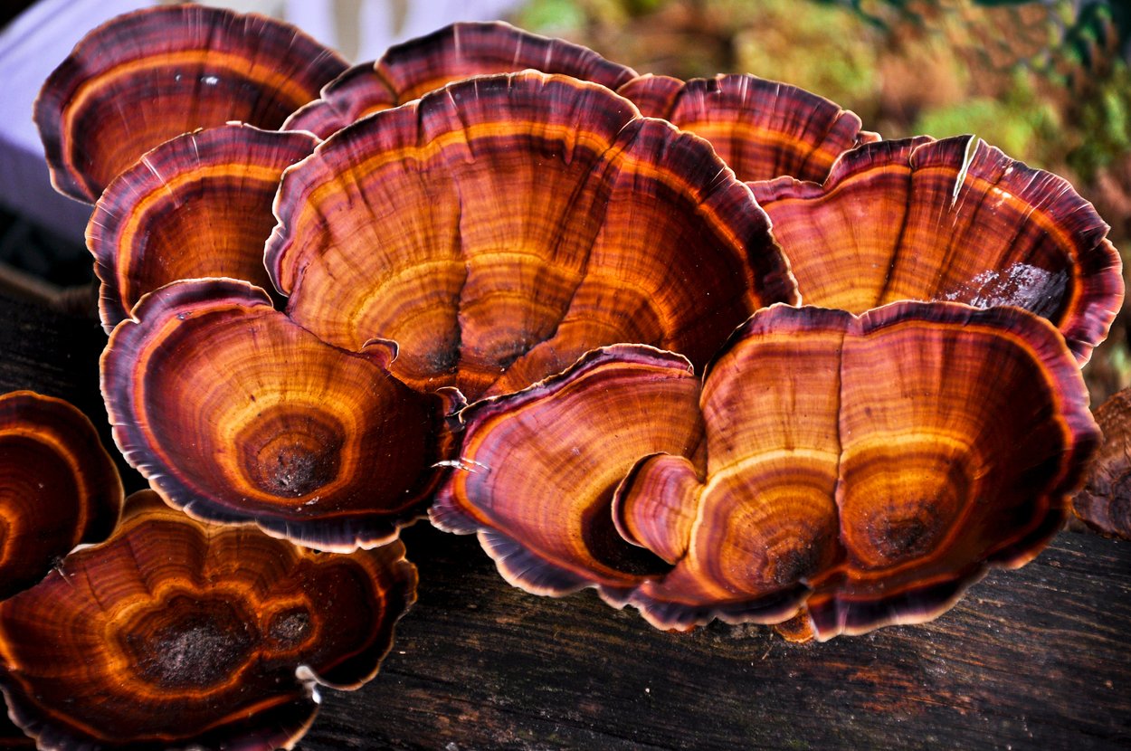 Ganoderma Lucidum Ling Zhi Reishi Ganoderma Lucidum Ling Zhi Reishi