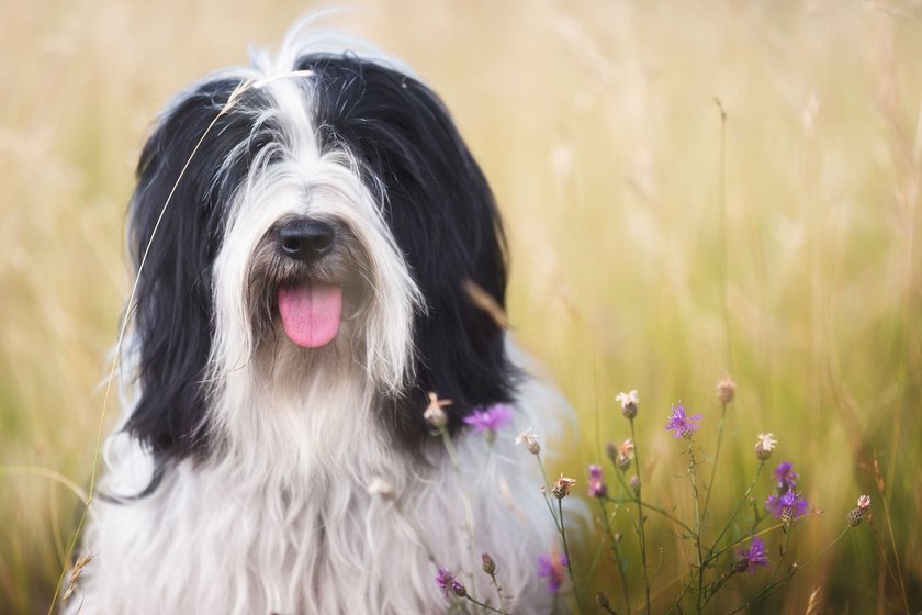 Tibetischer Terrier im Gras