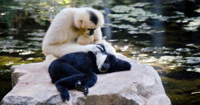 Gibbon Paar beim Lausen