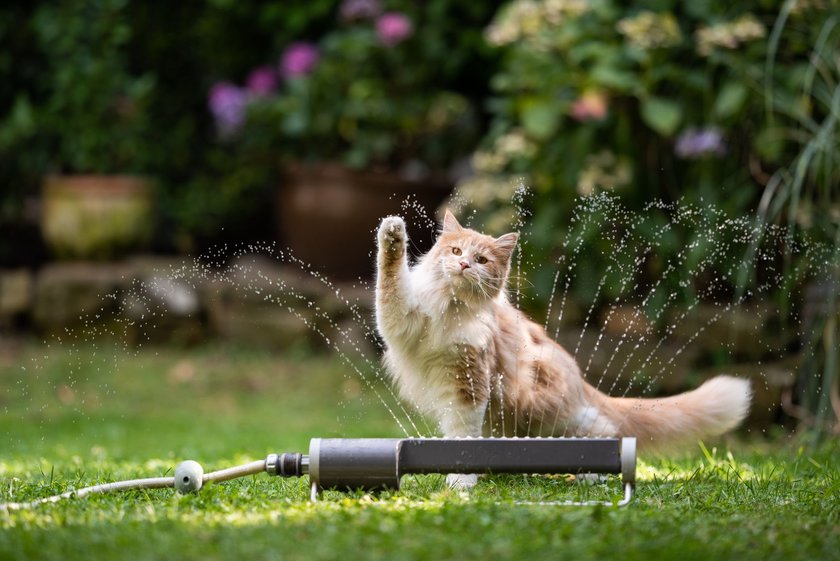 Neugier hält manche Katzen selbst vor Wasser nicht fern.