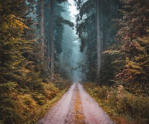 Träume dich mit diesen Parfums auf einen Waldspaziergang im Herbst