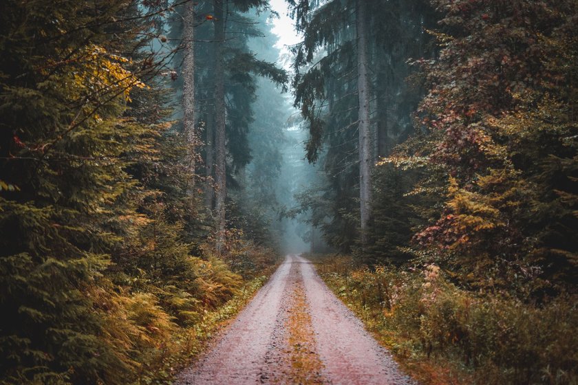 Holzige Parfums, die an einen Waldspaziergang erinnern