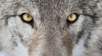Wolf-Tattoo: Bedeutung und Bilder zum Wolfskopf