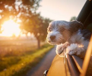 Von diesen süßen Hunden hörst du nur selten ein Bellen