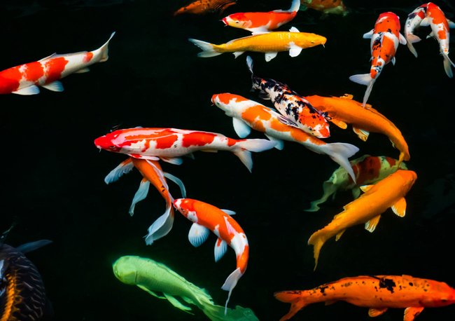 Koi-Karpfen Koi-Karpfen