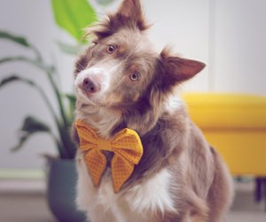 Was bedeutet die gelbe Schleife am Hundehalsband?