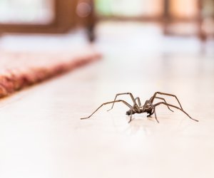 Um diese Uhrzeit krabbeln Spinnen in deiner Wohnung