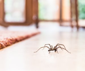 Um diese Uhrzeit krabbeln Spinnen in deiner Wohnung
