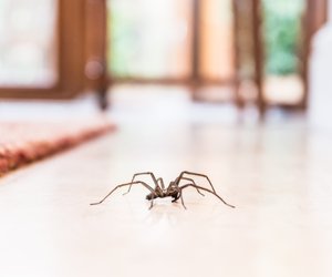 Um diese Uhrzeit krabbeln Spinnen in deiner Wohnung