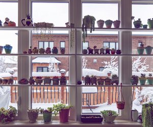 So solltest du deine Zimmerpflanzen jetzt pflegen, um typische Winterprobleme zu verhindern