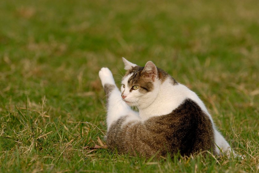 Hauskatze putzt sich auf Wiese