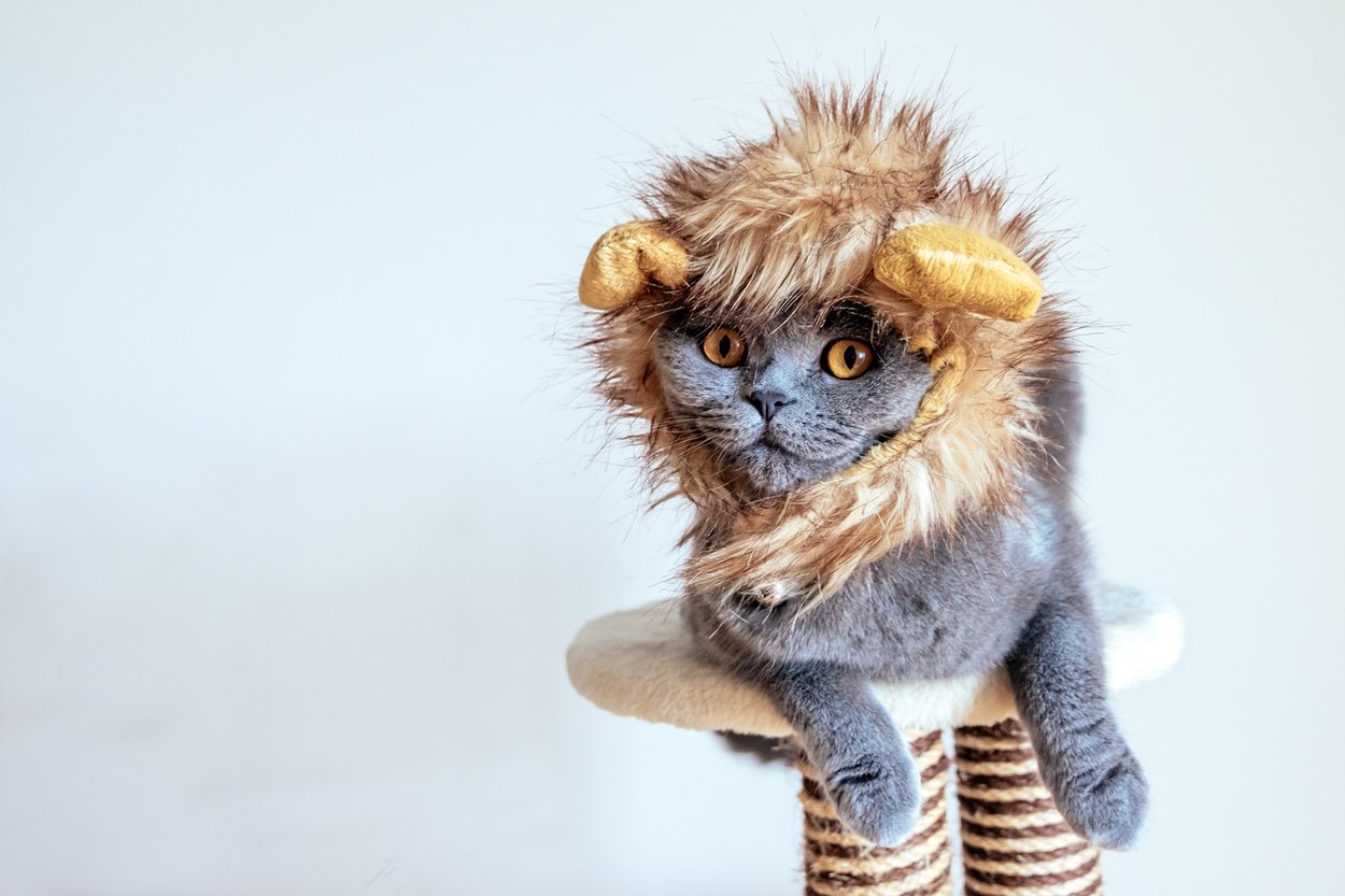 Lustige Tiernamen und Katzennamen Lustige Tiernamen und Katzennamen