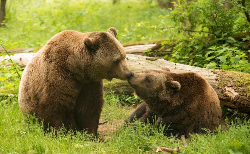 Bärenpark Müritz