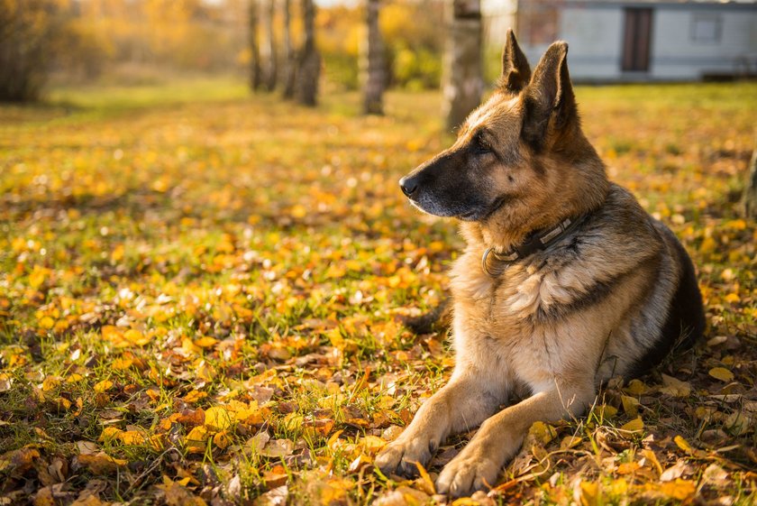 Deutscher Schäferhund