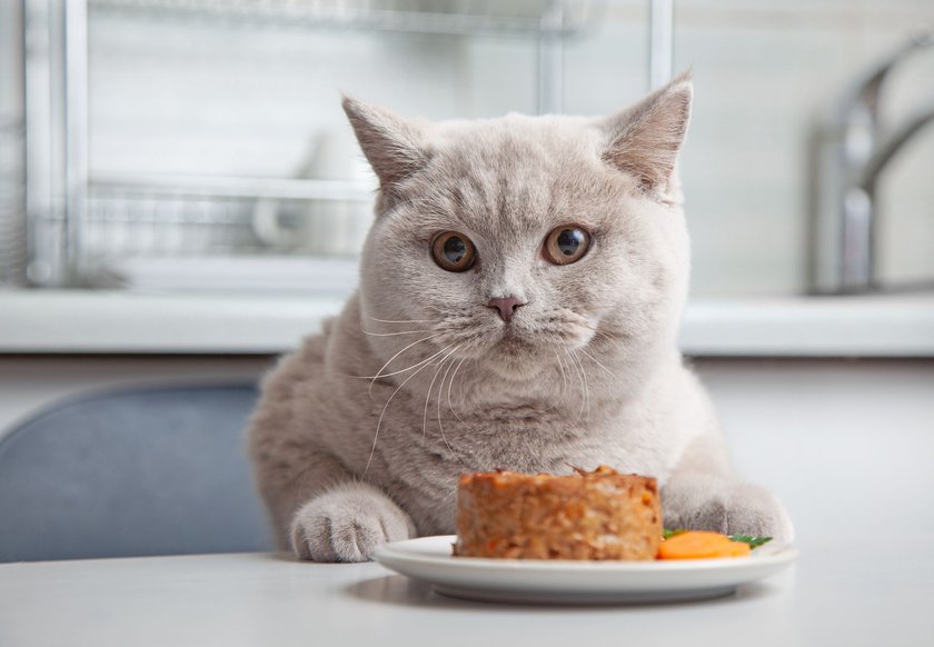 Katzen lieben Thunfisch.