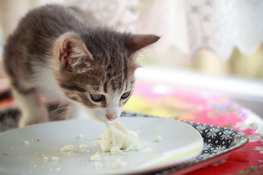 Eine Katze isst vom Teller.