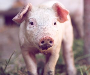 Afrikanische Schweinepest: Erster Fall in Deutschland bestätigt