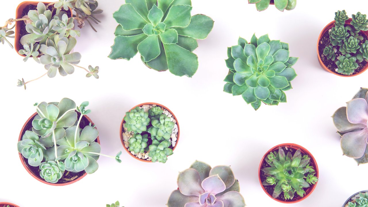 pattern of mixed succulents plant in pot on white background , overhead or top view