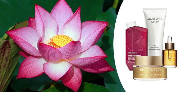 Beauty-Boost Lotus: Was kann die Wunderblume wirklich?