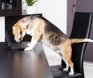 Hund im Büro: Der Chef entscheidet!