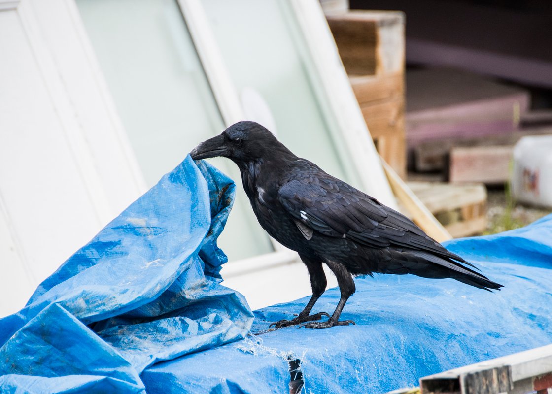 Rabenvogel Tattoo Rabenvogel Tattoo