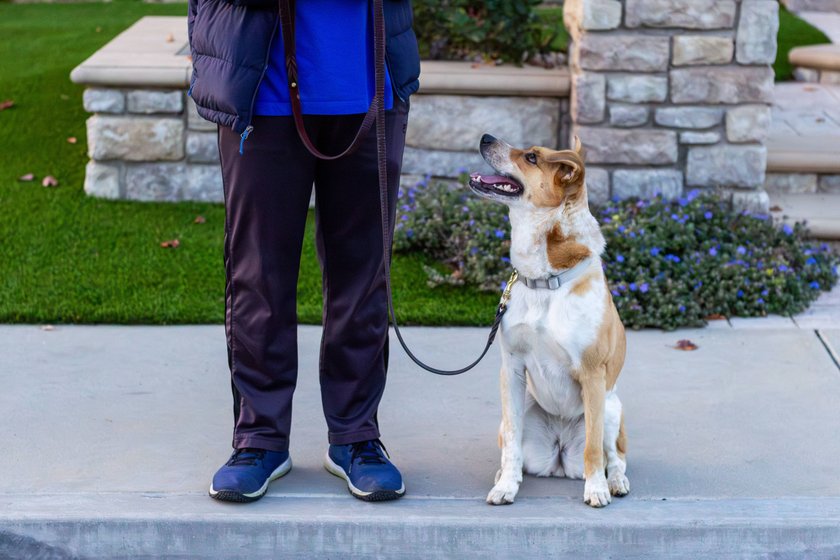 Herrchen geht mit Hund am Park spazieren