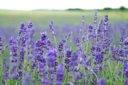 Lavendel Lavendel