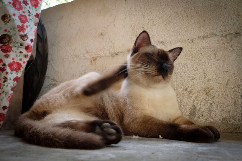 Eine Siamkatze putzt sich