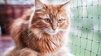 Balkon katzensicher machen: Diese Tipps schützen deinen Liebling