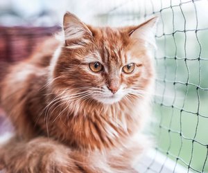 Balkon katzensicher machen: Diese Tipps schützen deinen Liebling