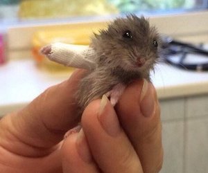 Hamster mit gebrochenem Arm bekommt Gips