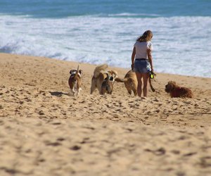Wie viele Hunderassen gibt es: Die Zahlen werden dich vom Hocker hauen