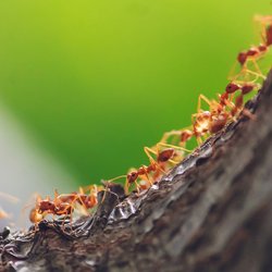 So wirst du fliegende Ameisen in deiner Wohnung mit diesen 5 Tipps schnell los